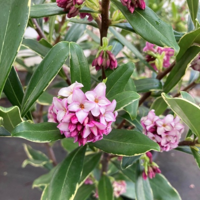 Marginata Pink